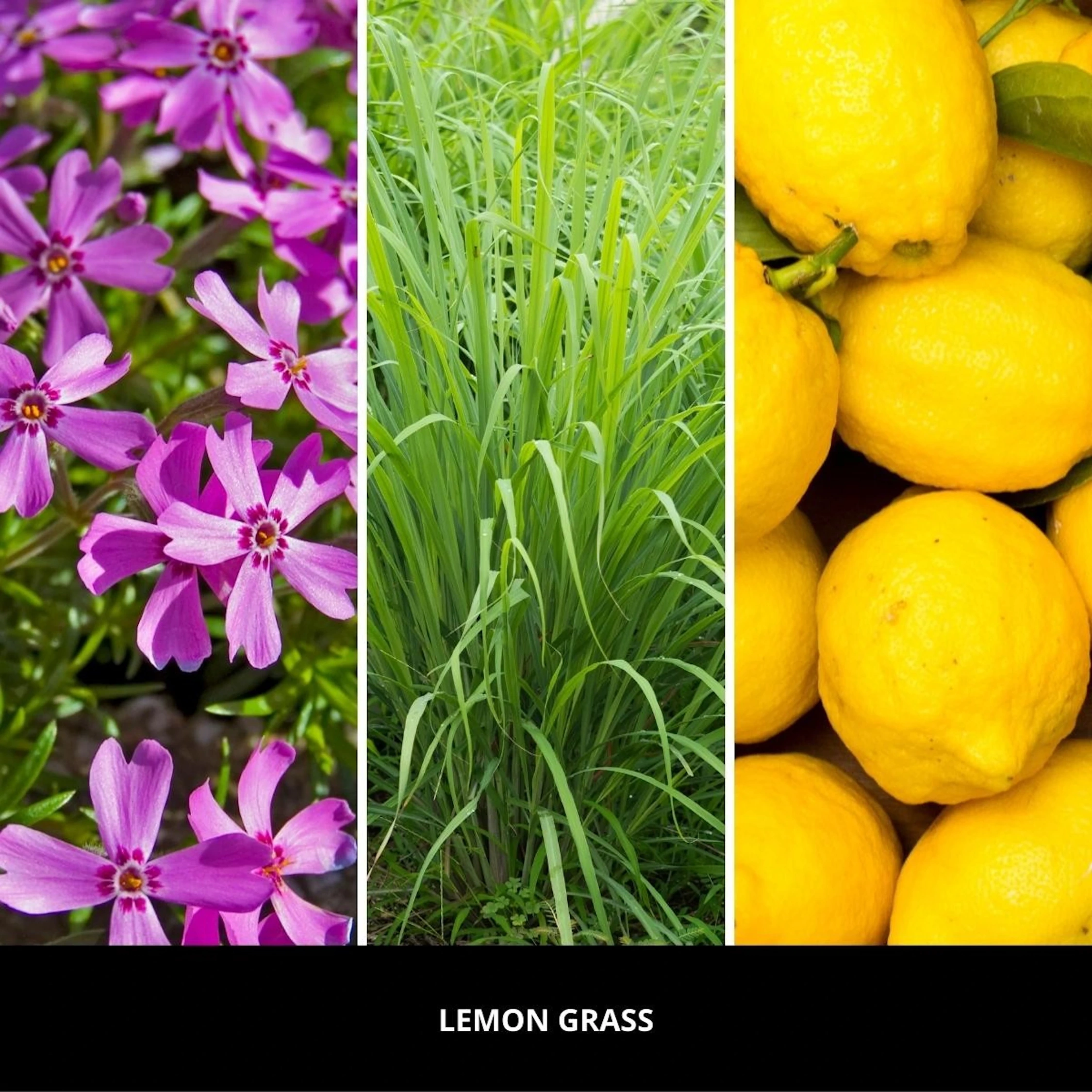 Uzupełniacz do lampy katalitycznej Lemon Grass 500 ml